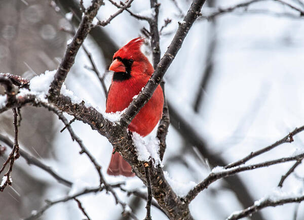 Cardinal Art Print featuring the photograph Cardinal Snow Scene by Lara Ellis