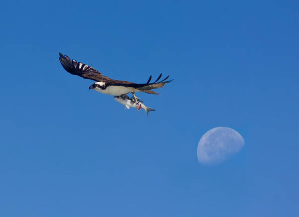 Osprey Art Print featuring the photograph Catch of the Day by Mark Andrew Thomas