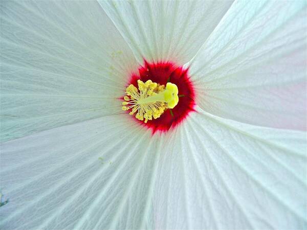 Hibiscus Art Print featuring the photograph Center of the Universe by Randy Rosenberger