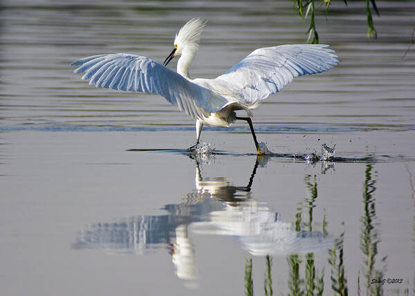 Egret Art Print featuring the photograph Chasing Down A Fish by Stephen Johnson