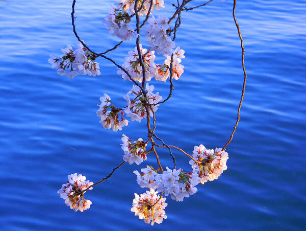 Tidal Basin Art Print featuring the photograph Cherry Blossoms Hanging Over Tidal Basin by Emmy Marie Vickers