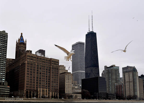 Chicago Art Print featuring the photograph Chicago Birds 2 by Verana Stark