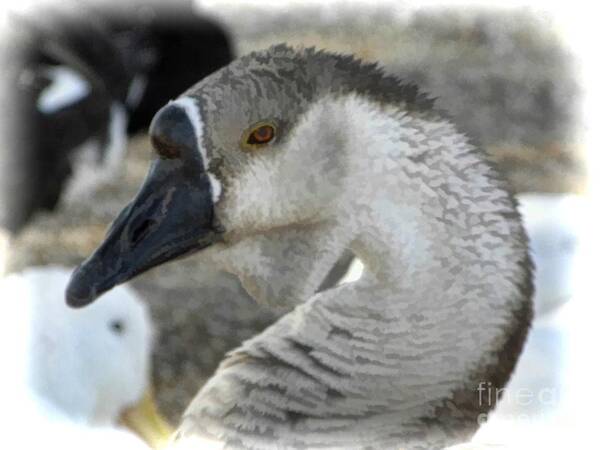 Goose Art Print featuring the photograph Chinese Goose by Carolyn Krek