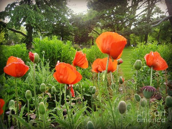 Flowers Art Print featuring the photograph Chinese Poppies by Kiana Carr