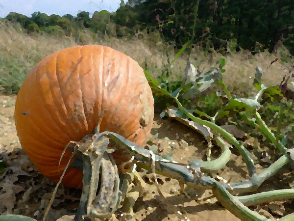 Pumpkin Art Print featuring the photograph Chosen by Richard Reeve