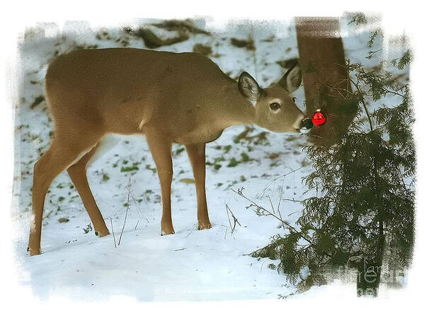 Whitetail Deer Art Print featuring the photograph Christmas Doe by Clare VanderVeen