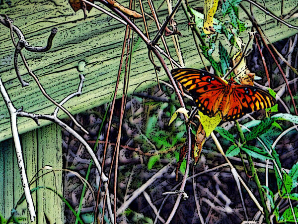 Butterflies Art Print featuring the photograph Clingy - Graphic by Tom DiFrancesca