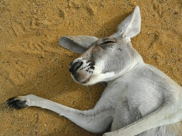 One Animal Art Print featuring the photograph Close Up Portrait Of A Sleeping Kangaroo by Sir Francis Canker Photography