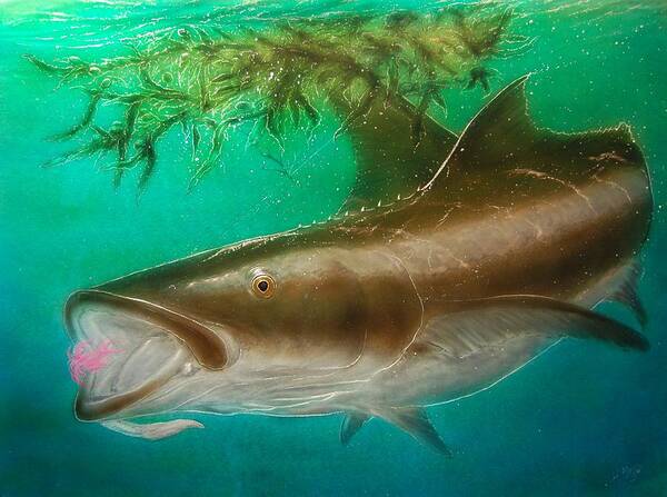 Cobia Fine Art Art Print featuring the painting Cobia by Hank Bufkin