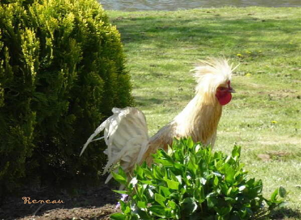 Chickens Art Print featuring the photograph Cock of the WALK 2 by A L Sadie Reneau