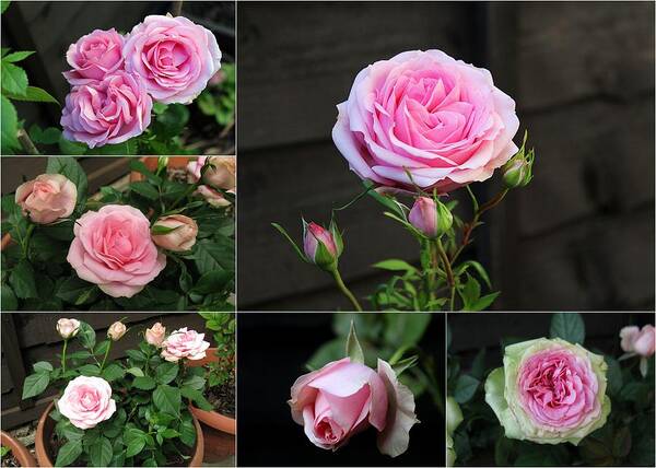 Collage Pink Pot Rose Art Print featuring the photograph Collage Pink Pot Rose by Helene U Taylor