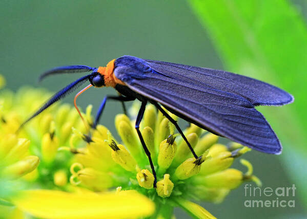 Bugs Art Print featuring the photograph Color Me Blue by Geoff Crego