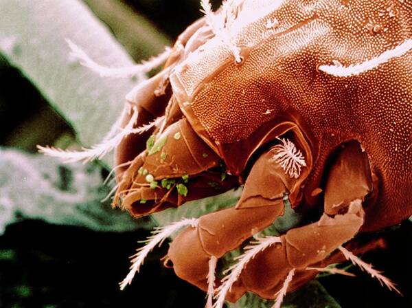 Dust Mite Art Print featuring the photograph Coloured Sem Of Foreparts Of Dust Mite. by Power And Syred/science Photo Library