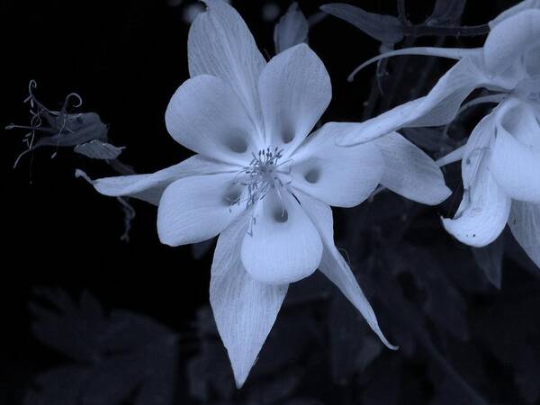 Flower Art Print featuring the photograph Columbine flower by Heather L Wright