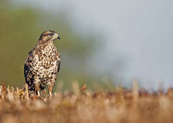 Buzzard Art Print featuring the photograph Common Buzzard by Paul Scoullar