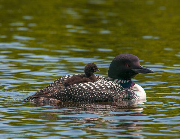 Common Loon Art Print featuring the photograph Common Loon and Her Chick by Brenda Jacobs