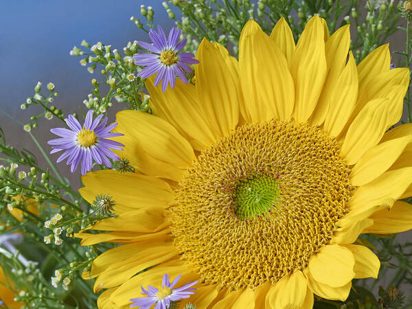 Feb0514 Art Print featuring the photograph Common Sunflower And Asters by Tim Fitzharris