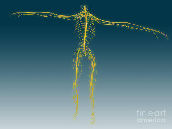 Yellow Art Print featuring the digital art Conceptual Image Of Human Nervous by Stocktrek Images