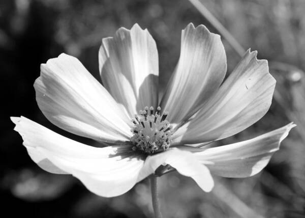 Flora Art Print featuring the photograph Cosmos BW1 by Gerry Bates