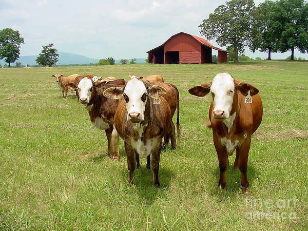 Cow Art Print featuring the photograph Cows8931 by Gary Gingrich Galleries