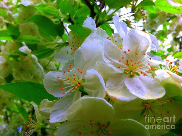 Crabapple Tree Art Print featuring the painting Crabapple Beauty by Shelia Kempf