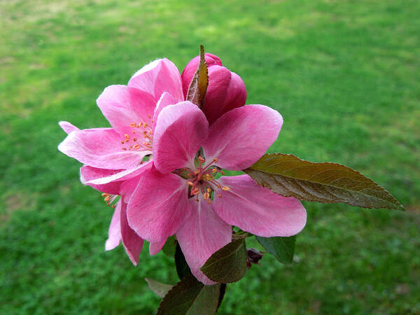 Crabapple Art Print featuring the photograph Crabapple Portrait by Pete Trenholm