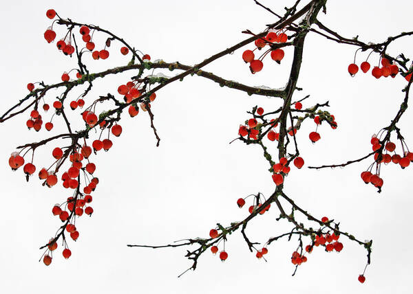 Art Art Print featuring the photograph Crabapples II by Gerry Bates