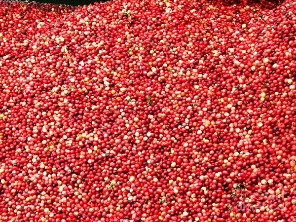 Cranberry Art Print featuring the photograph Cranberry Harvest 3 by Andrea Anderegg