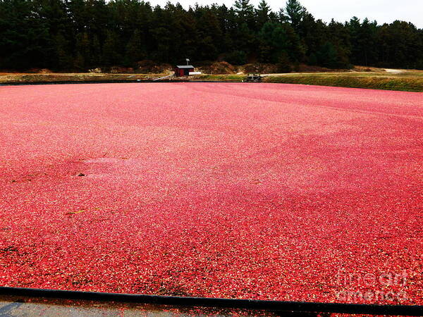 Cranberry Art Print featuring the photograph Cranberry Harvest 4 by Andrea Anderegg