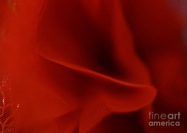 Tulle Art Print featuring the photograph Crimson by Cassandra Buckley