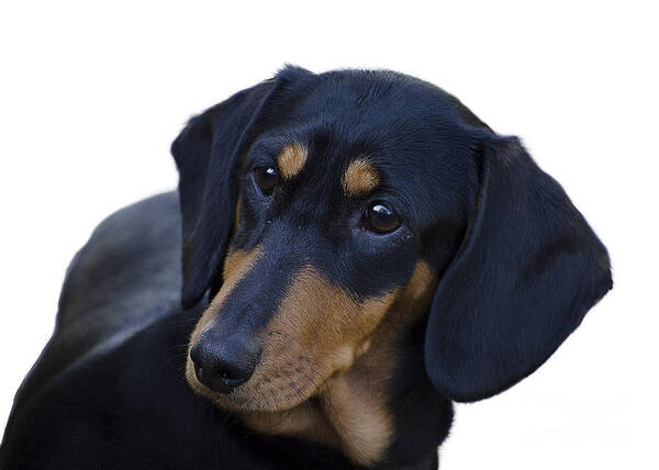 Dog Art Print featuring the photograph Dachshund by Linsey Williams