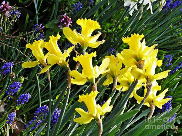 Daffodil Art Print featuring the photograph Daffodils by Sarah Loft
