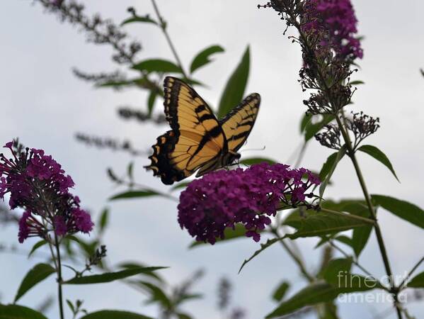 Butterfly Art Print featuring the photograph Dainty by Judy Wolinsky
