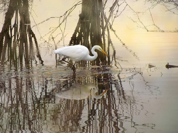 Great Egret Art Print featuring the photograph Dawn Hunter by I'ina Van Lawick