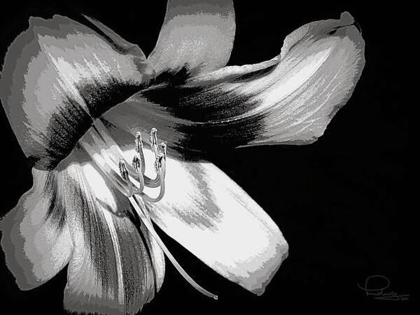 Flower Art Print featuring the digital art Daylily in Gray by Ludwig Keck