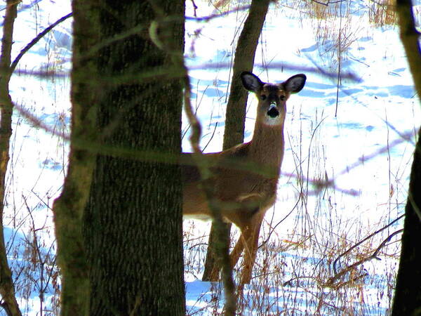 Deer Art Print featuring the photograph Deer at Park by Eric Switzer