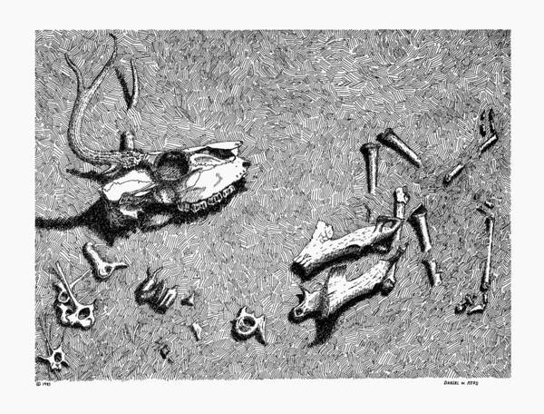 Nature Art Print featuring the drawing Deer Bones by Daniel Reed