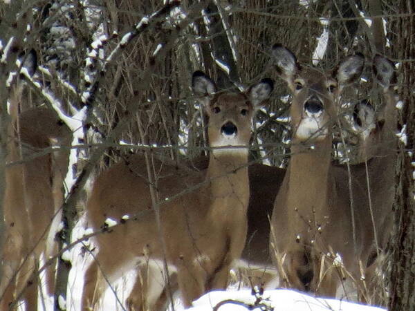 Deer Art Print featuring the photograph Deer Posing for Picture by Eric Switzer