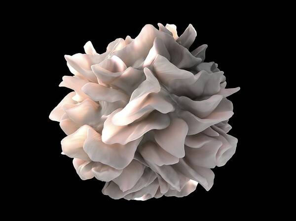 Dendritic Cell Art Print featuring the photograph Dendritic cell, SEM by Science Photo Library