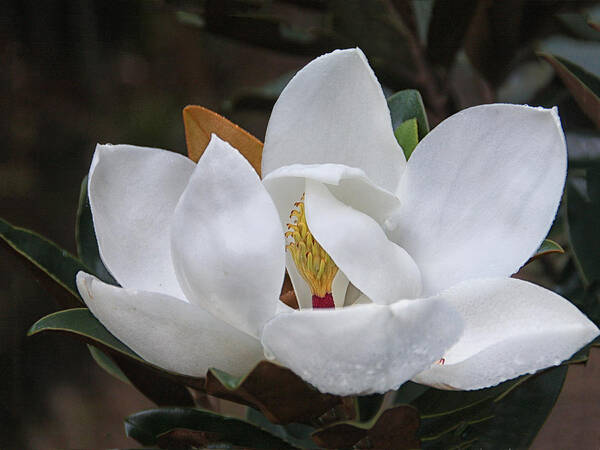 Magnolia Art Print featuring the photograph Dewy Magnolia by Sandra Anderson