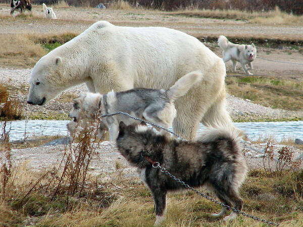 Polar Bear Capital Of The World Art Print featuring the photograph Dogs and polar bear by David Matthews