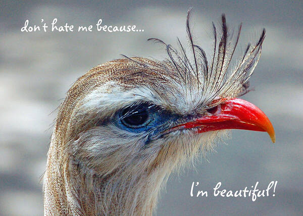Bird Art Print featuring the photograph Don't Be A Hater by Donna Proctor