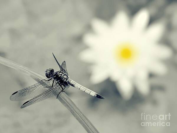 Dragonfly Art Print featuring the photograph Dragonfly and Water Lily by Sharon Woerner
