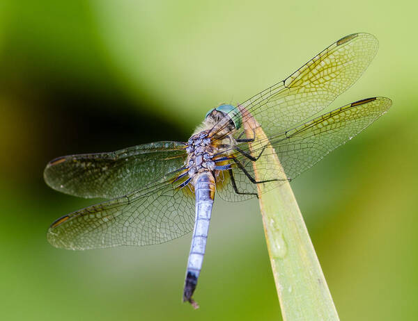 Kenilworth Aquatic Gardens Art Print featuring the photograph Dragonfly by Georgette Grossman