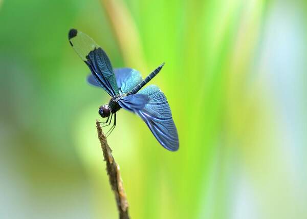 Insect Art Print featuring the photograph Dragonfly With Blue Wings by Myu-myu