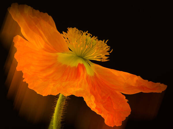 Beauty Art Print featuring the photograph Dramatic Orange Poppy by Don Schwartz