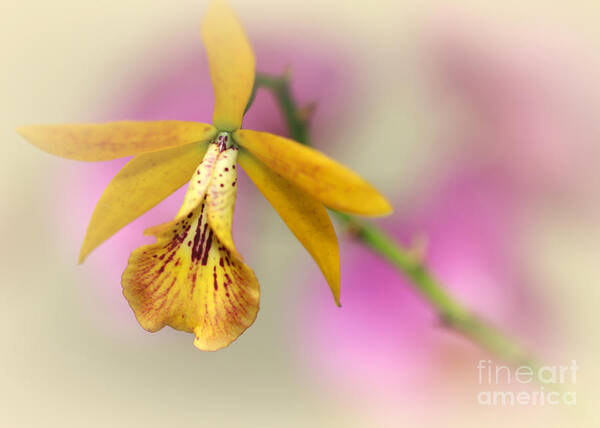 Amazing Art Print featuring the photograph Dreaming Orchids by Sabrina L Ryan