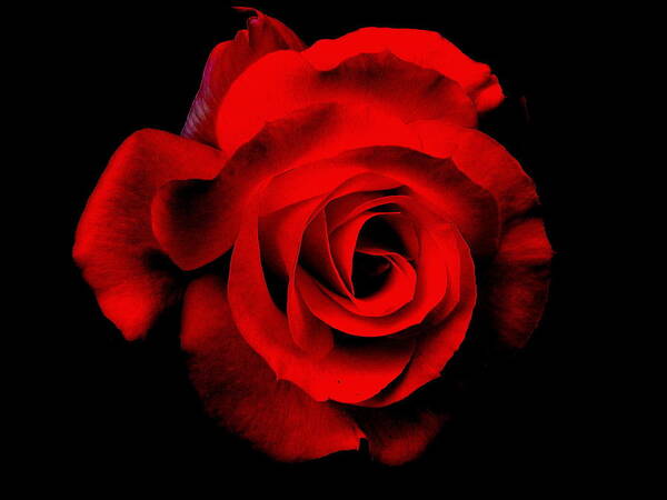 Rose Art Print featuring the photograph Dreams In Red Number 1 by Derek Dean