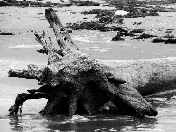 Driftwood Art Print featuring the photograph Drift Away by Melinda Ledsome