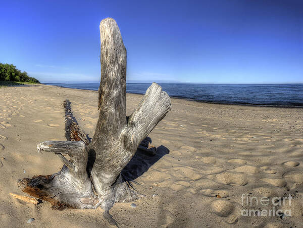 Pictured Art Print featuring the photograph Driftwood at Pictured Rocks by Twenty Two North Photography